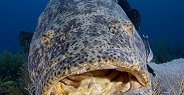 grouper_goliath_gg_jar_v_0295_cub2992_rv.jpg